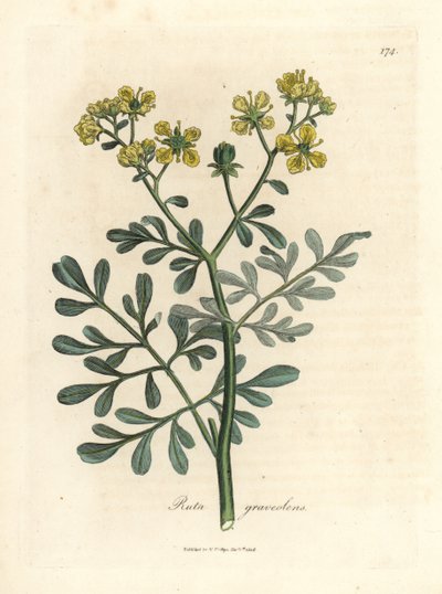 Yellow Flowered Rue, Ruta Graveolens by James Sowerby