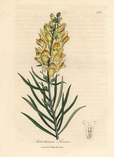 Yellow flowered snapdragon, Antirrhinum linaria by James Sowerby