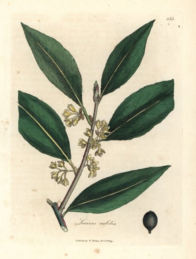 Yellow Flowered Sweet Bay Leaves, Laurus nobilis by James Sowerby