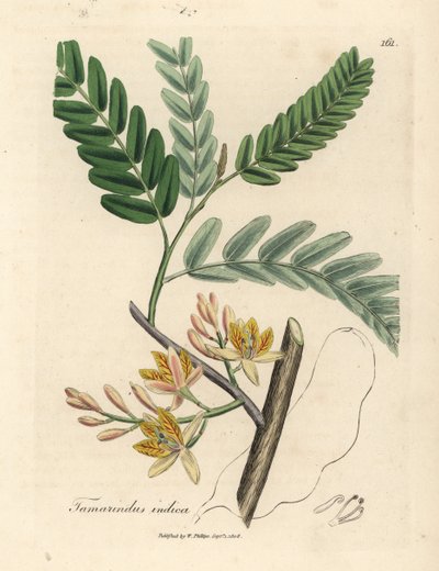 Yellow flowered tamarind tree, Tamarindus indica by James Sowerby