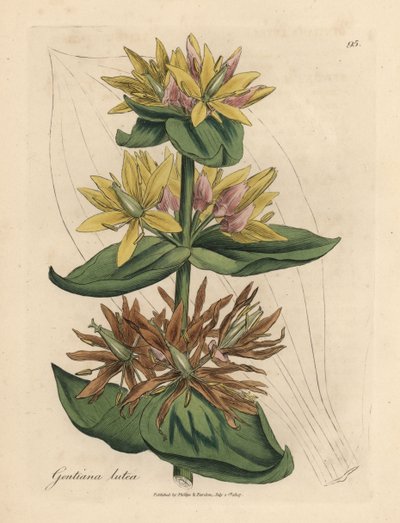 Yellow gentian, Gentiana lutea by James Sowerby