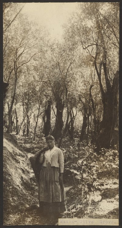 Massa - Olive Grove by James W. Holcombe