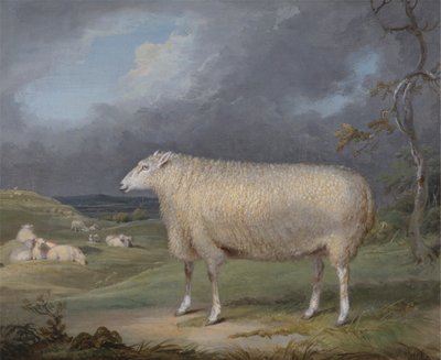 A Border Leicester Ewe by James Ward