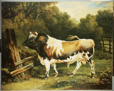 A Bull of the Alderney Breed by James Ward