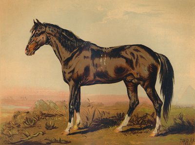 A Dongola Horse by James Ward