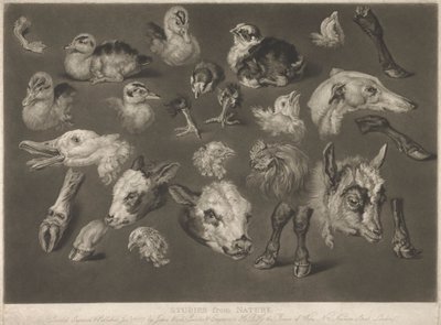 Studies from Nature by James Ward