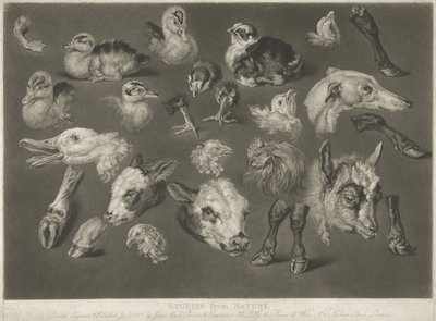 Studies from Nature by James Ward