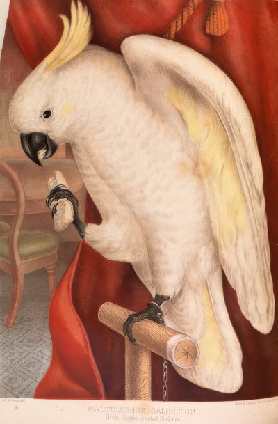 Greater Sulphur-crested Cockatoo by James Whitley Sayer