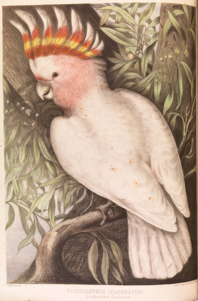 Inca Cockatoo, Plyctolophus leadbeateri by James Whitley Sayer