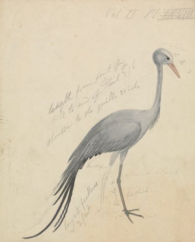 A Crane by James de Carle Sowerby