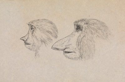 Heads of Two Proboscis Monkeys by James de Carle Sowerby