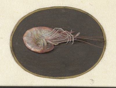 Shrimp by Jan Augustin van der Goes