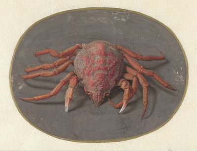 Crab (Animals) by Jan Augustin van der Goes