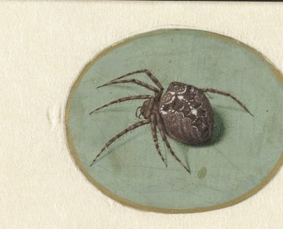 Spider by Jan Augustin van der Goes