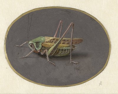 Grasshopper (Animals series) by Jan Augustin van der Goes