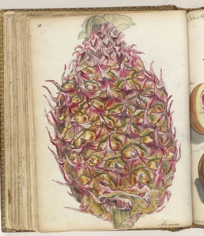 Pineapple by Jan Brandes