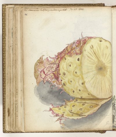 Pineapple by Jan Brandes