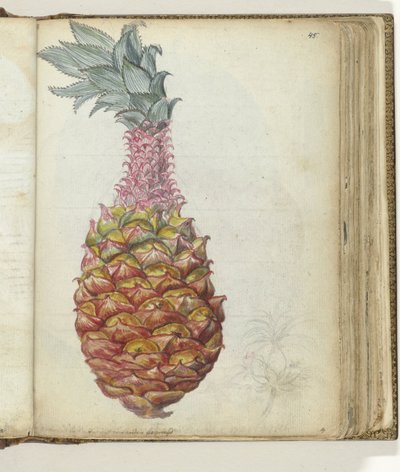 Pineapple by Jan Brandes