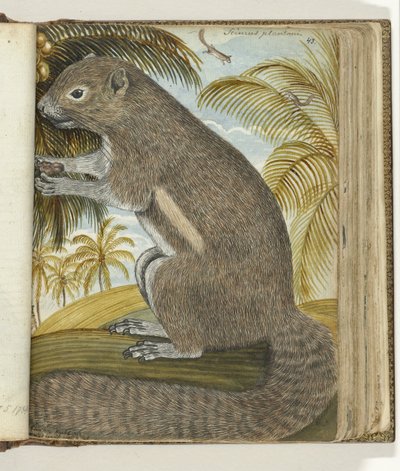 Badjing or Sirikatje by Jan Brandes