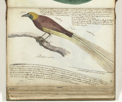 Bird of Paradise by Jan Brandes