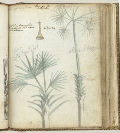 Tree in Ceylon. Singalese Shawm by Jan Brandes