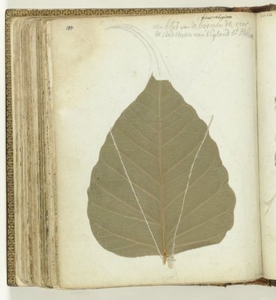 Tree Leaf Saint Helena by Jan Brandes