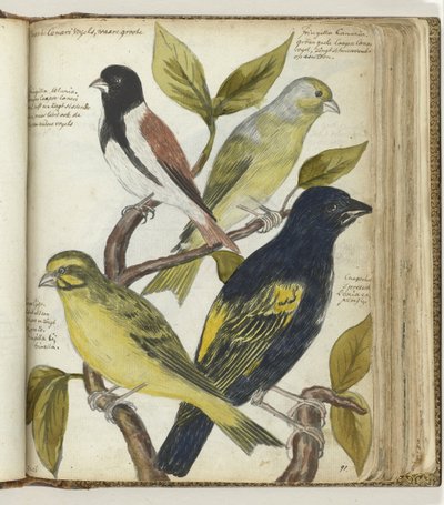Cape Birds by Jan Brandes