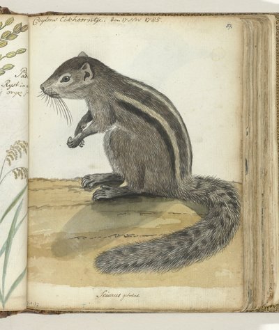 Ceylon Squirrel by Jan Brandes