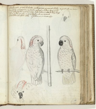 Cockatoo from Ambon by Jan Brandes