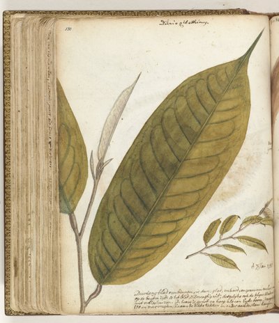 Durian Leaf by Jan Brandes