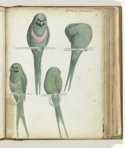 Lovebirds by Jan Brandes