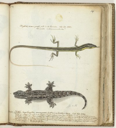 Lizard and Gecko by Jan Brandes