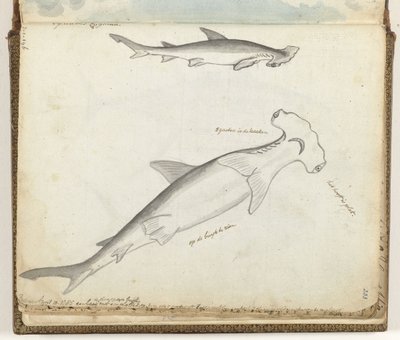 Hammerhead Shark by Jan Brandes