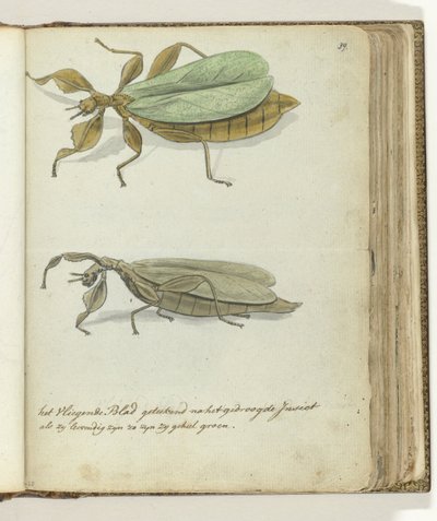 The Flying Leaf by Jan Brandes