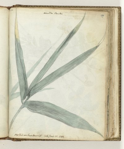 The Leaf of Bamboo Reed by Jan Brandes