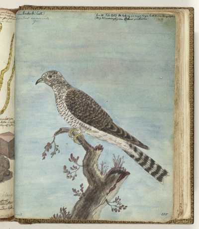 Dutch Cuckoo by Jan Brandes