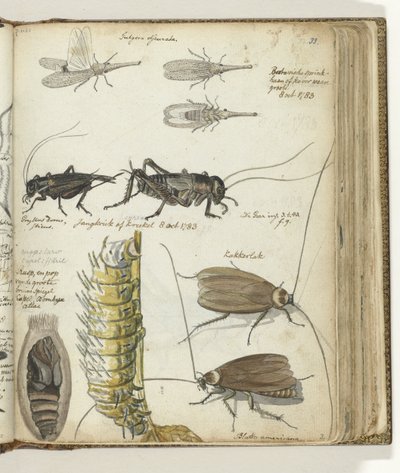 Insects by Jan Brandes