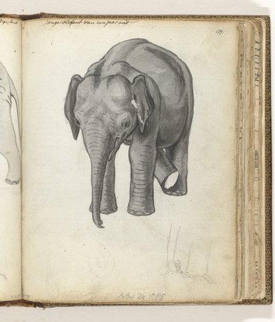 Young Elephant by Jan Brandes