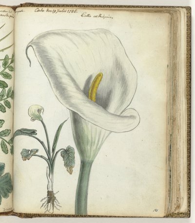 Cape Calla Lily by Jan Brandes