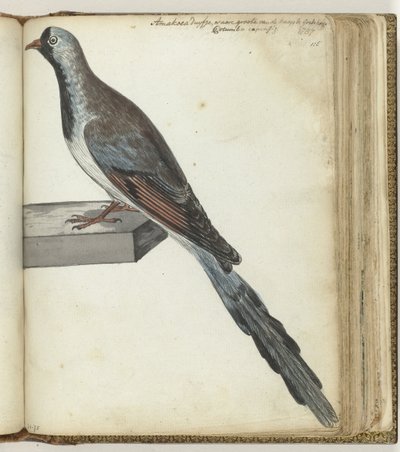 Cape Dove by Jan Brandes