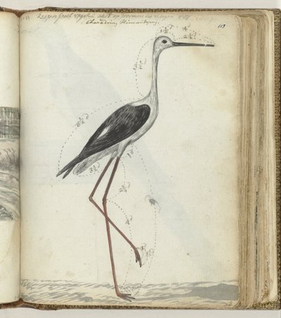 Cape Pool Bird by Jan Brandes