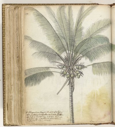 Coconut Tree by Jan Brandes