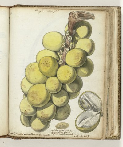 Lanssat, an East Indian Fruit by Jan Brandes