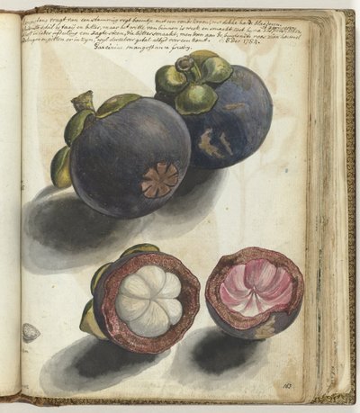 Mangosteen by Jan Brandes
