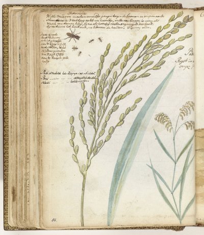 Ants and Rice by Jan Brandes