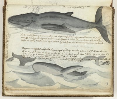 North Atlantic Right Whales by Jan Brandes