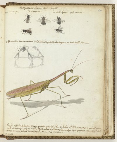 East Indian Bees and Grasshopper by Jan Brandes