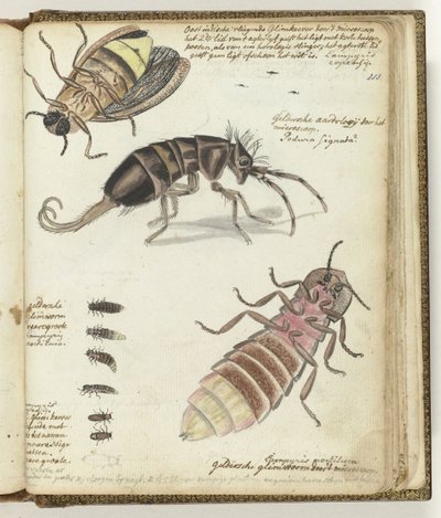 East Indian and Gelderland Glowworms by Jan Brandes