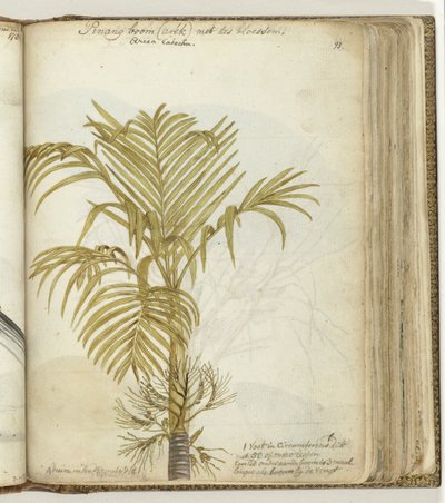 Betel Nut Tree by Jan Brandes