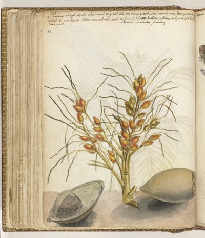 Betel Nuts by Jan Brandes